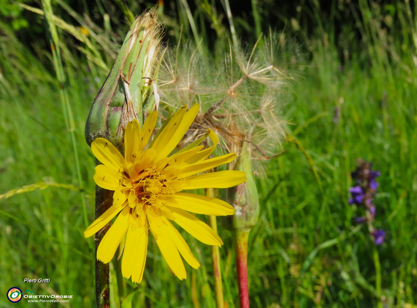 15 Tragopogon pratensis- Barba di becco.JPG
